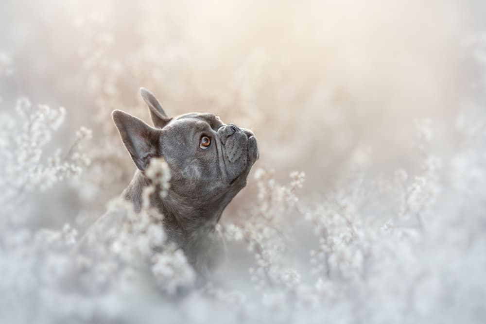 Dreamy French Bulldog by Ve Shandor — canvas wall art