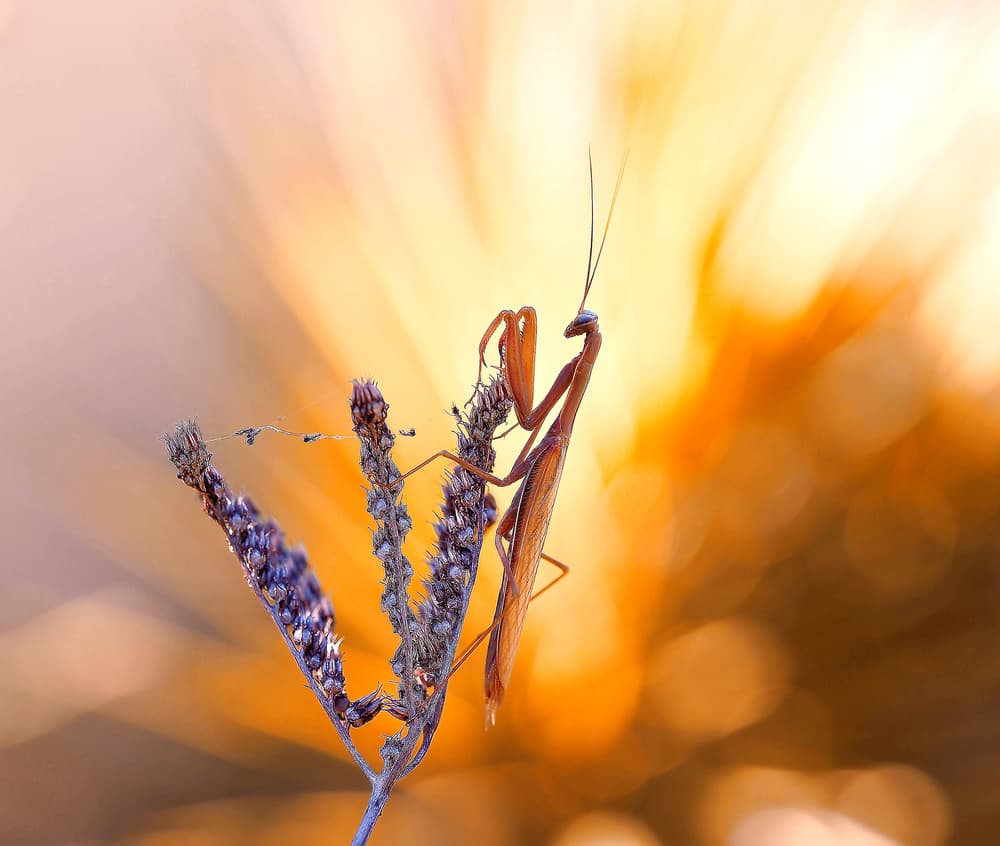 Praying Mantis Golden Hour by Thierry Dufour — canvas wall art