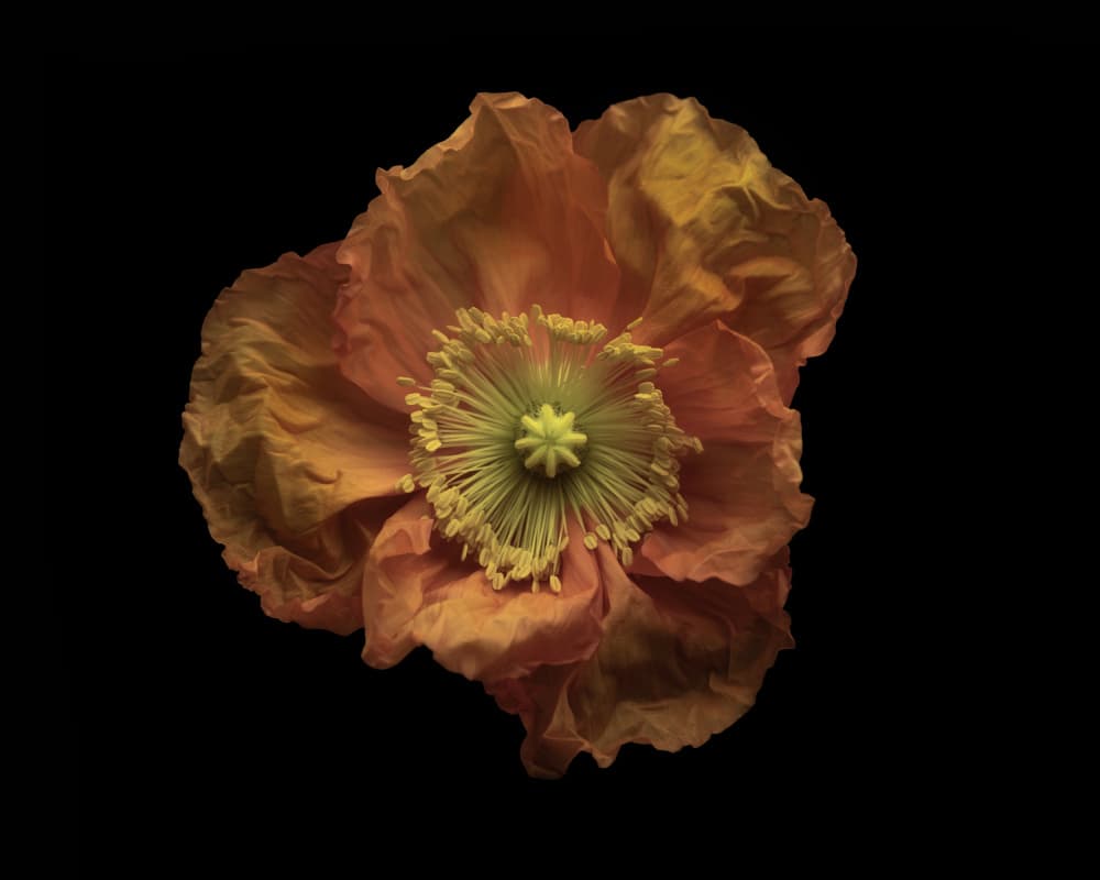 Dramatic Orange Poppy by Lotte Grønkjær — canvas wall art
