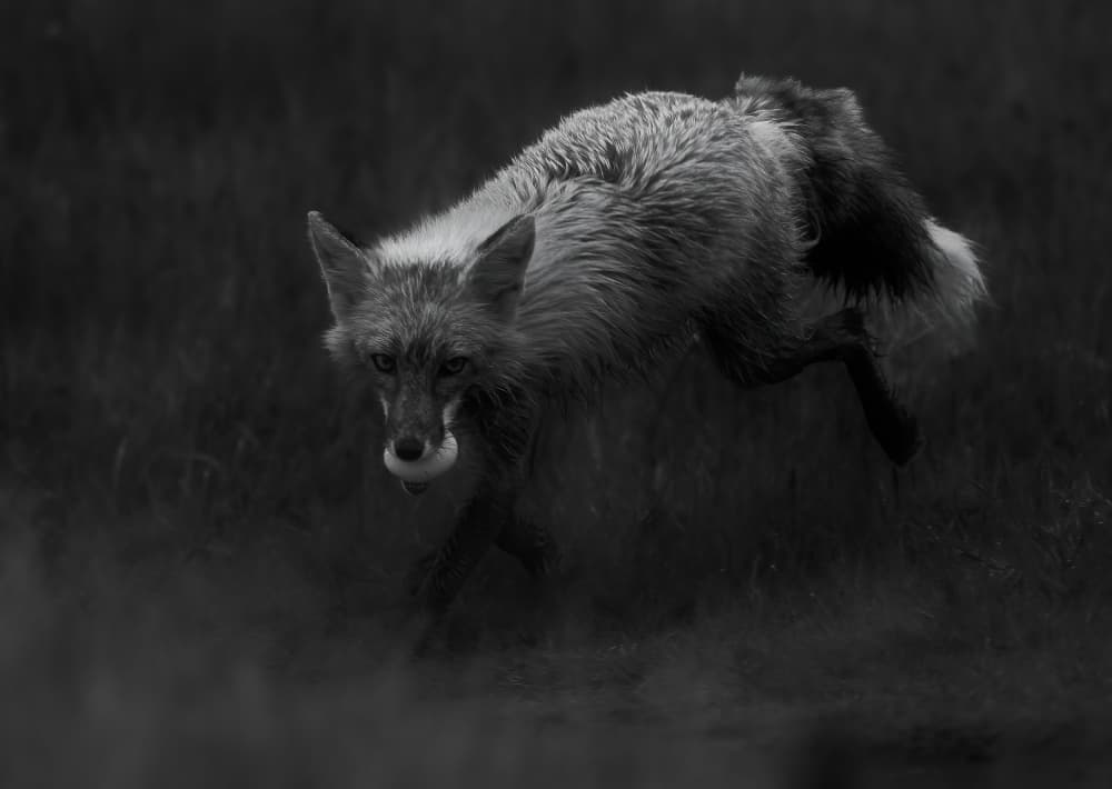 Leaping Fox by Johnson Huang — canvas wall art