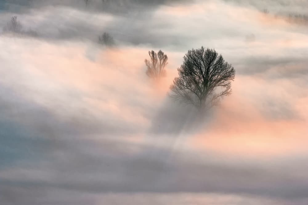 Golden Hour Foggy Trees by Fiorenzo Rondi — canvas wall art