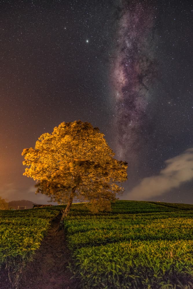Golden Tree Milky Way by Lety Liza — canvas wall art