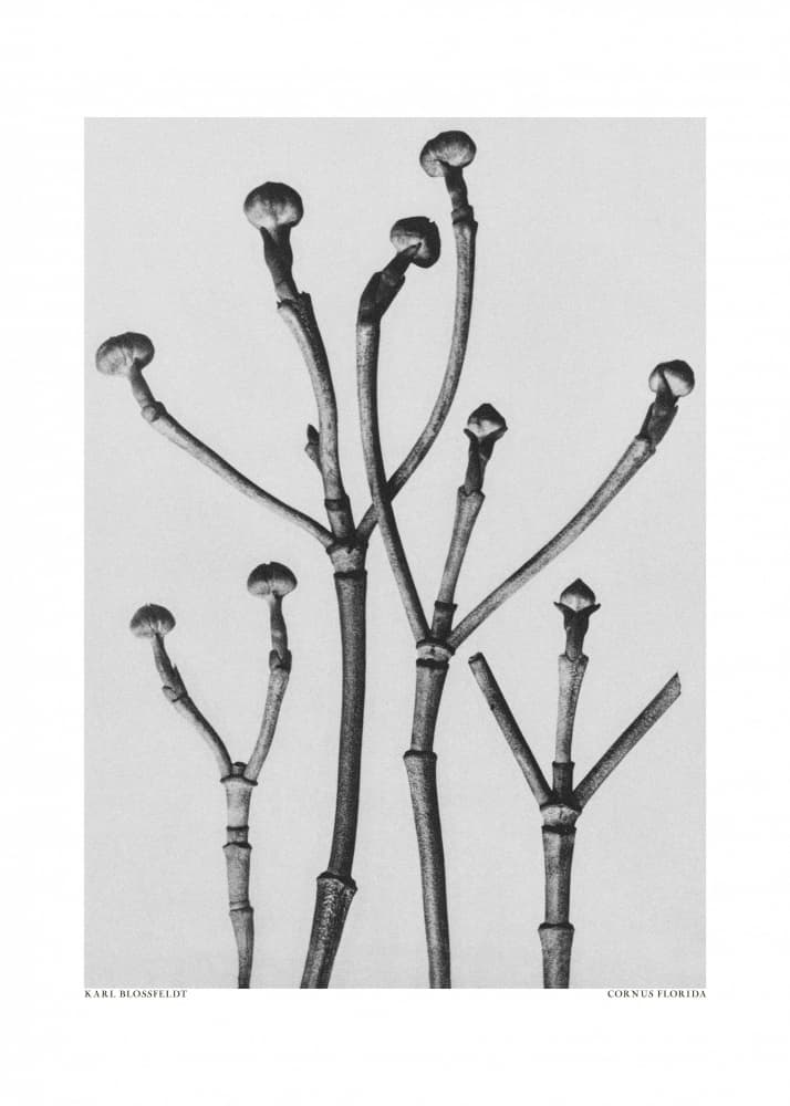 Cornus Florida by Karl Blossfeldt — canvas wall art