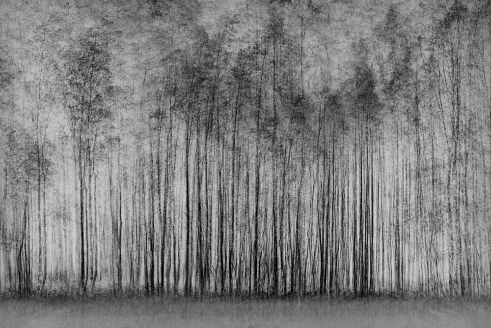 Ethereal Forest Lines by Roswitha Schleicher-Schwarz — canvas wall art