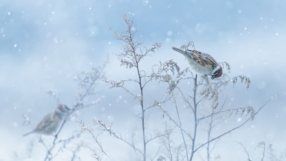Winter Sparrows In Snow by Damian Stopczynski — canvas wall art