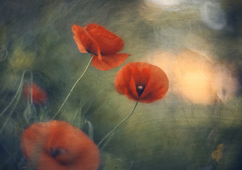 Dreamy Red Poppies by Jan van der Linden — canvas wall art