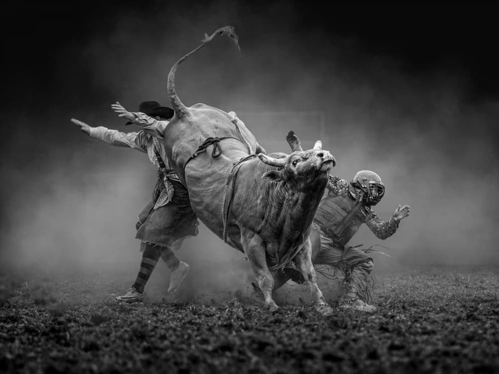 Rodeo Bull Action by Frank Ma — canvas wall art