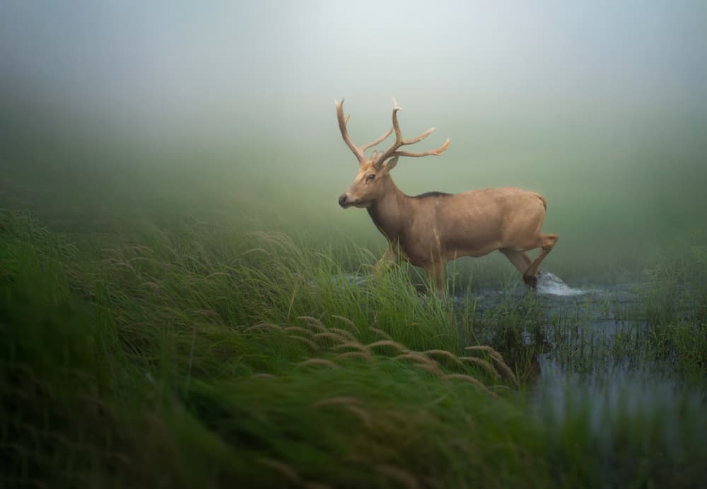 Misty Marsh Deer by NingYun Ye — canvas wall art