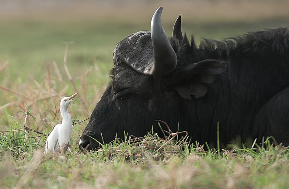 Peaceful Buffalo And Egret by Hilde Ghesquiere — canvas wall art