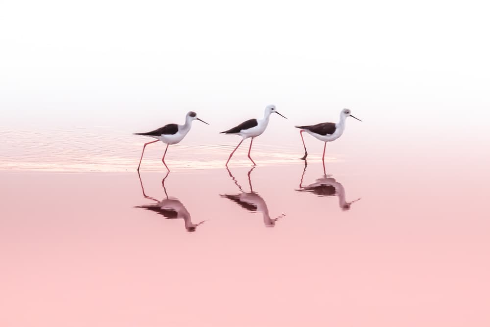 Stilts In Pink Water by Natalia Rublina — canvas wall art