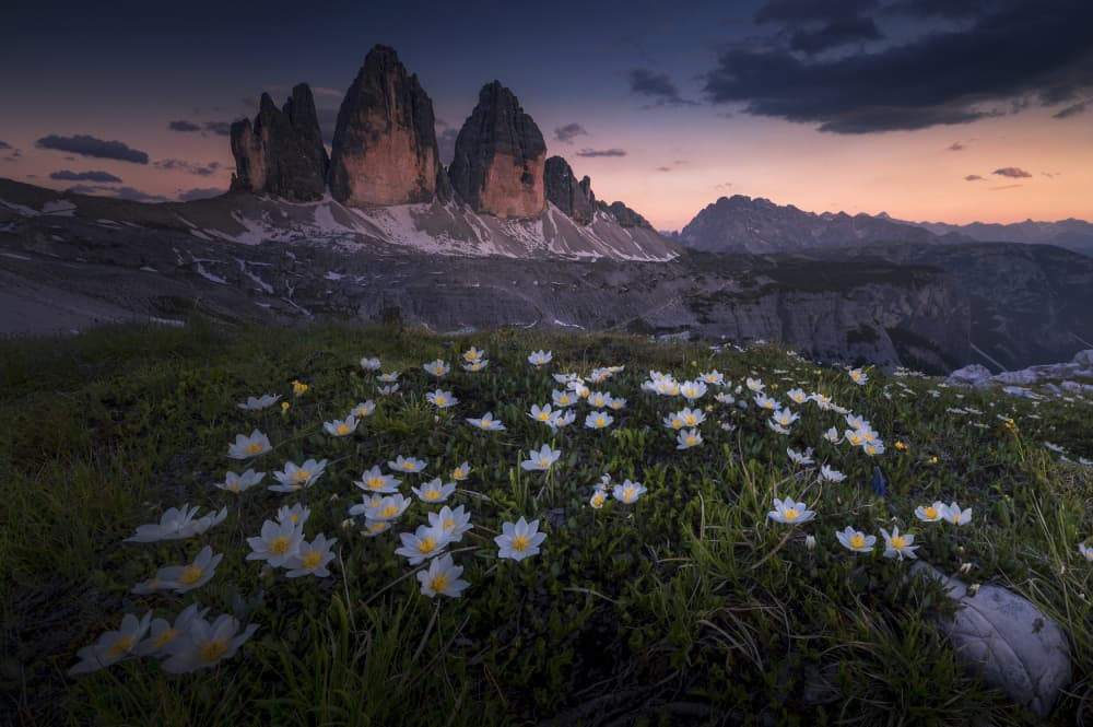 Dolomites Twilight Bloom by Tom Meier — canvas wall art