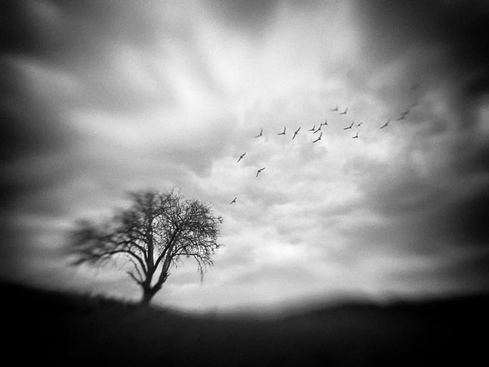 Solitary Tree Flying Birds by Holger Droste — canvas wall art