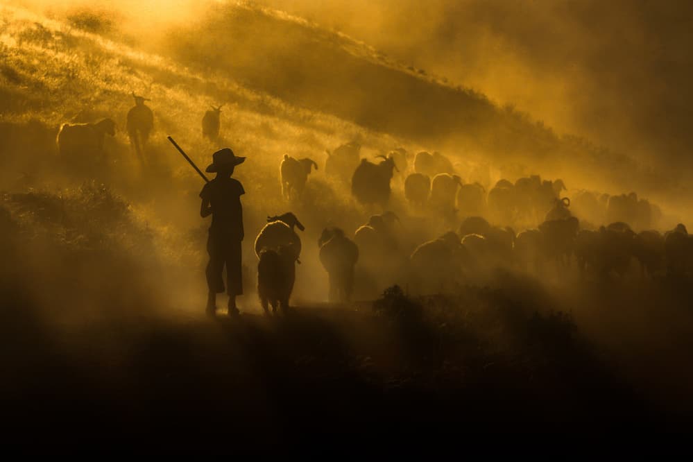 Shepherd's Golden Herd by Ummu Nisan Kandilcioglu — canvas wall art