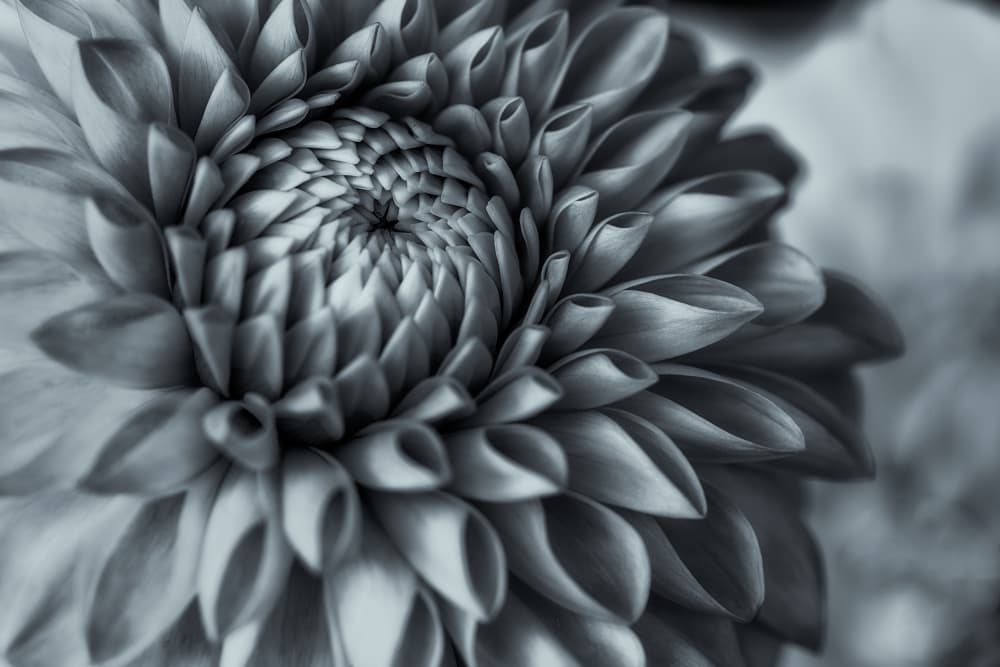 Elegant Spiral Dahlia by Satoshi Hatsumori — canvas wall art