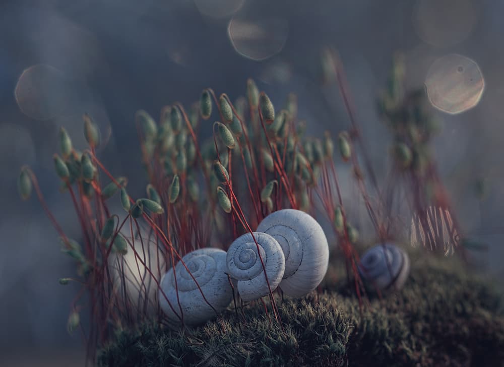 Delicate Snail Shells on Moss by Dimitar Lazarov - Dim — canvas wall art