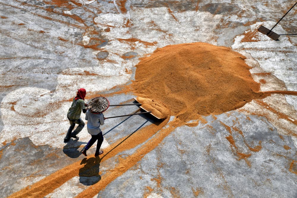 Drying Golden Grain by Shaibal Nandi — canvas wall art