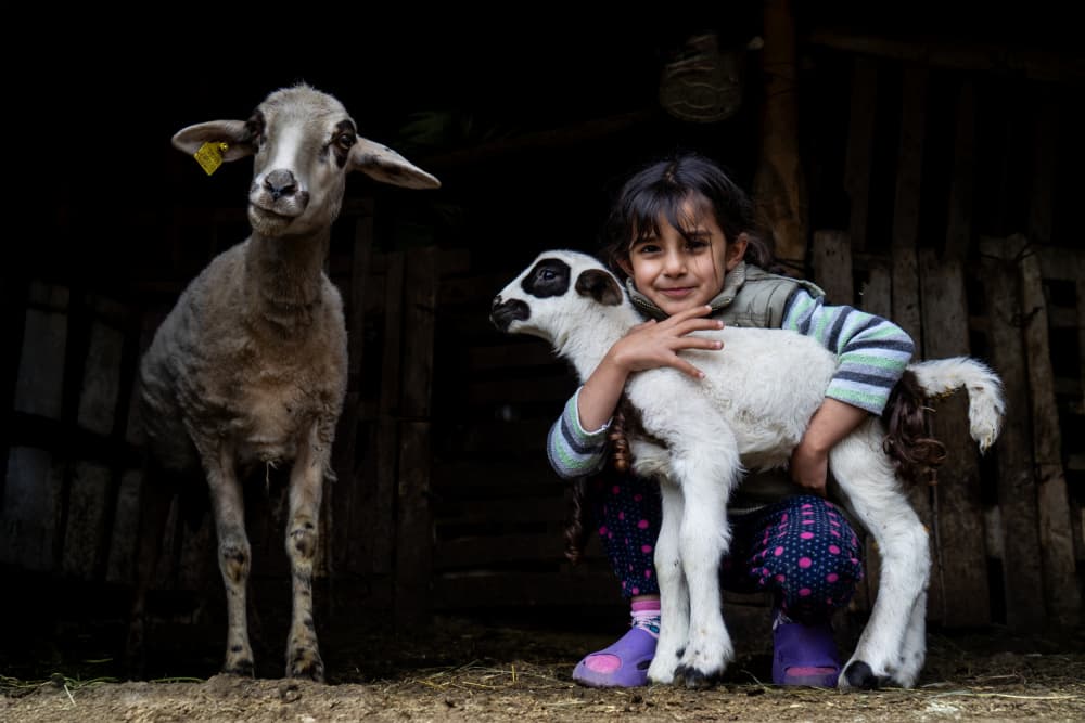 Little Girl Lamb Embrace by Zühdü Bilgin — canvas wall art