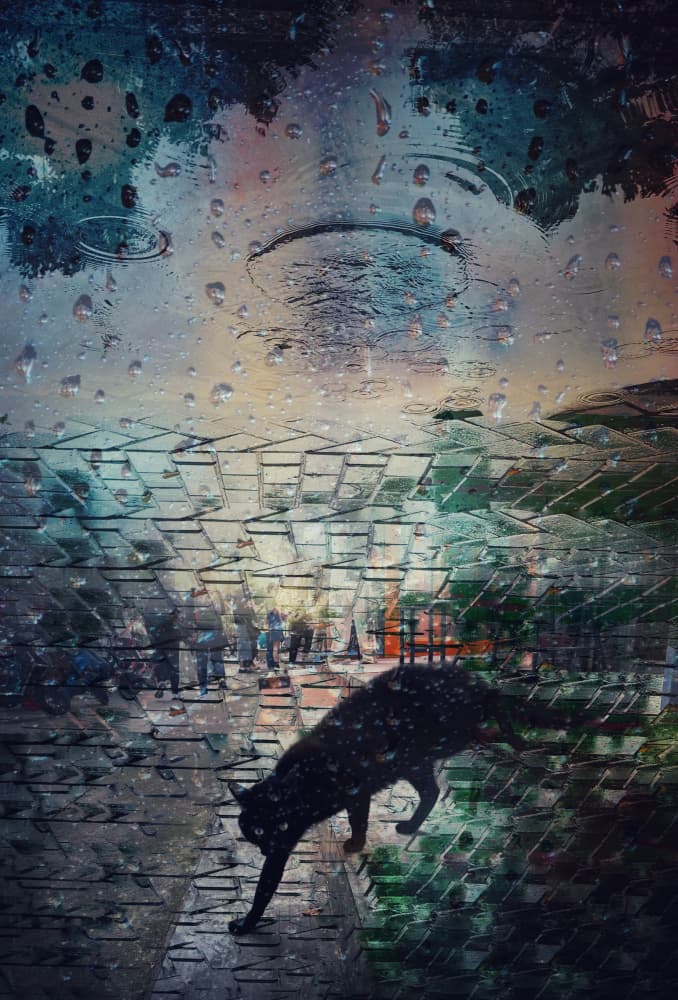 Rainy City Black Cat by Bingo Z — canvas wall art