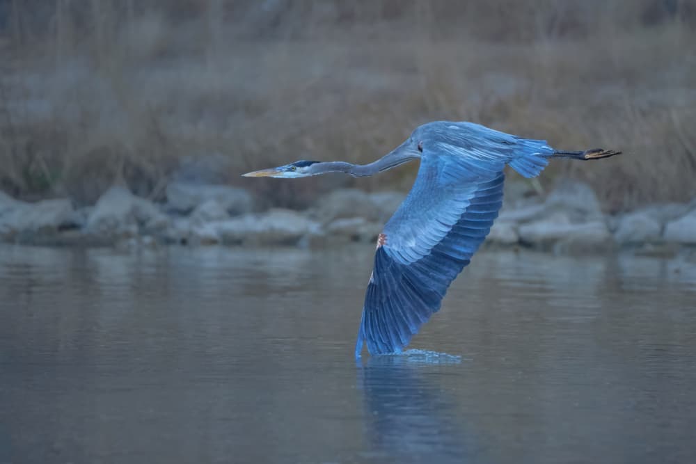 Graceful Heron Flight by Sheila Xu — canvas wall art