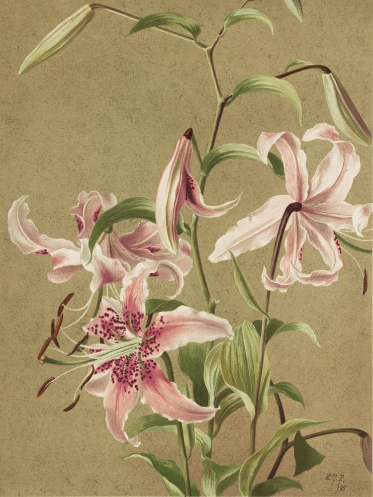 Japan Lily By Ellen Thayer Fisher