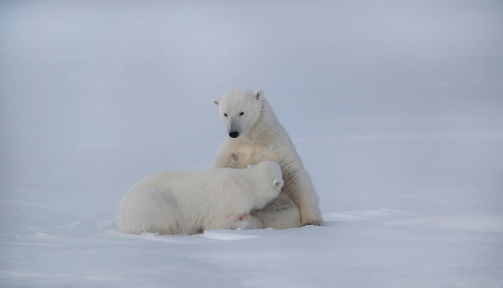 Arctic Mother and Cub by Phillip Chang — canvas wall art