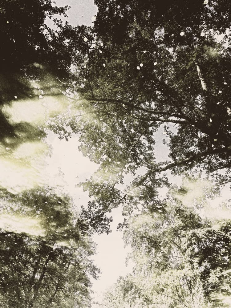 Dreamy Forest Light by Angelo Cerantola — canvas wall art