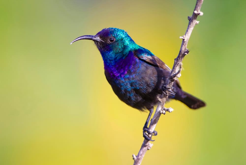 Iridescent Sunbird Perched by David Manusevich — canvas wall art