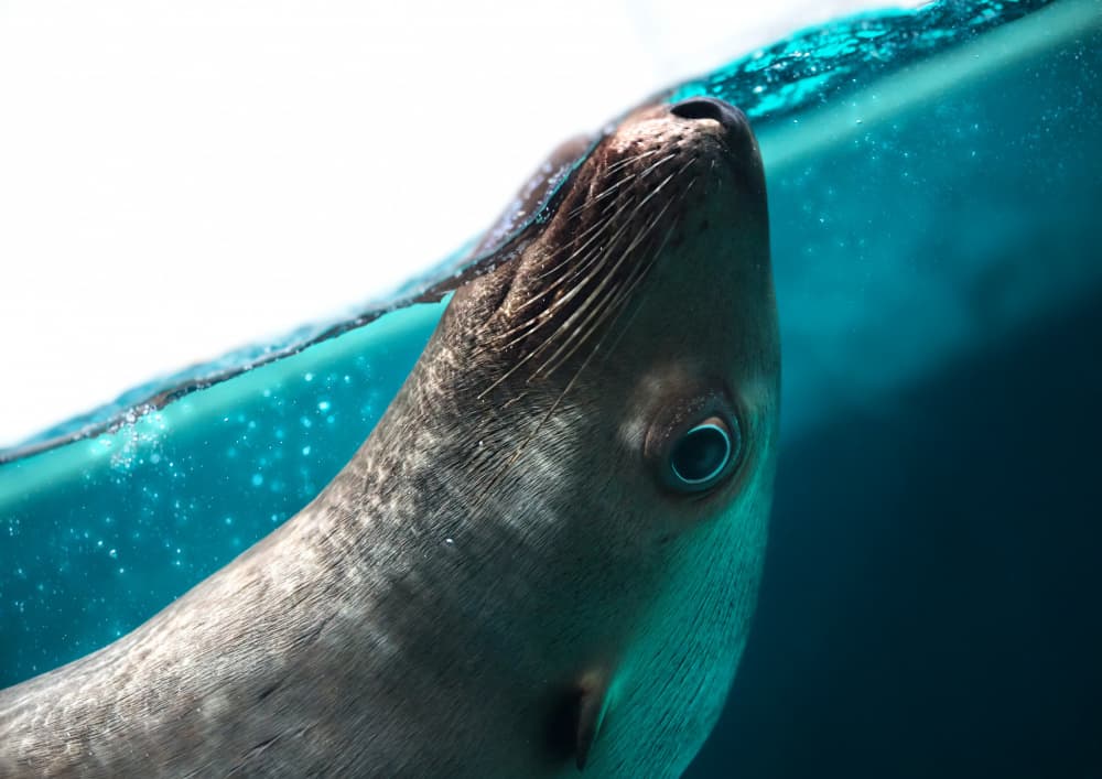 Curious Seal Submerged by Kaisyakuji Yushi — canvas wall art