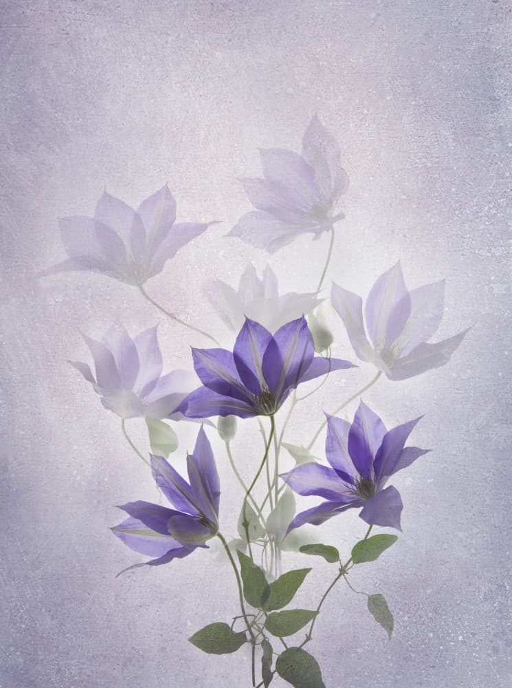 Dreamy Lavender Clematis by Binbin L. — canvas wall art