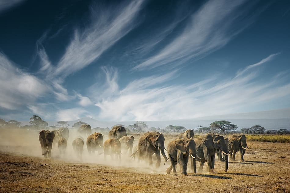 African Elephants Dust Trail