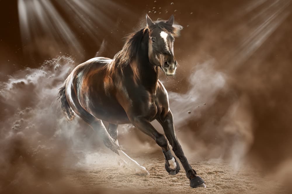 Powerful Horse Galloping Dust by Ulrike Leinemann — canvas wall art