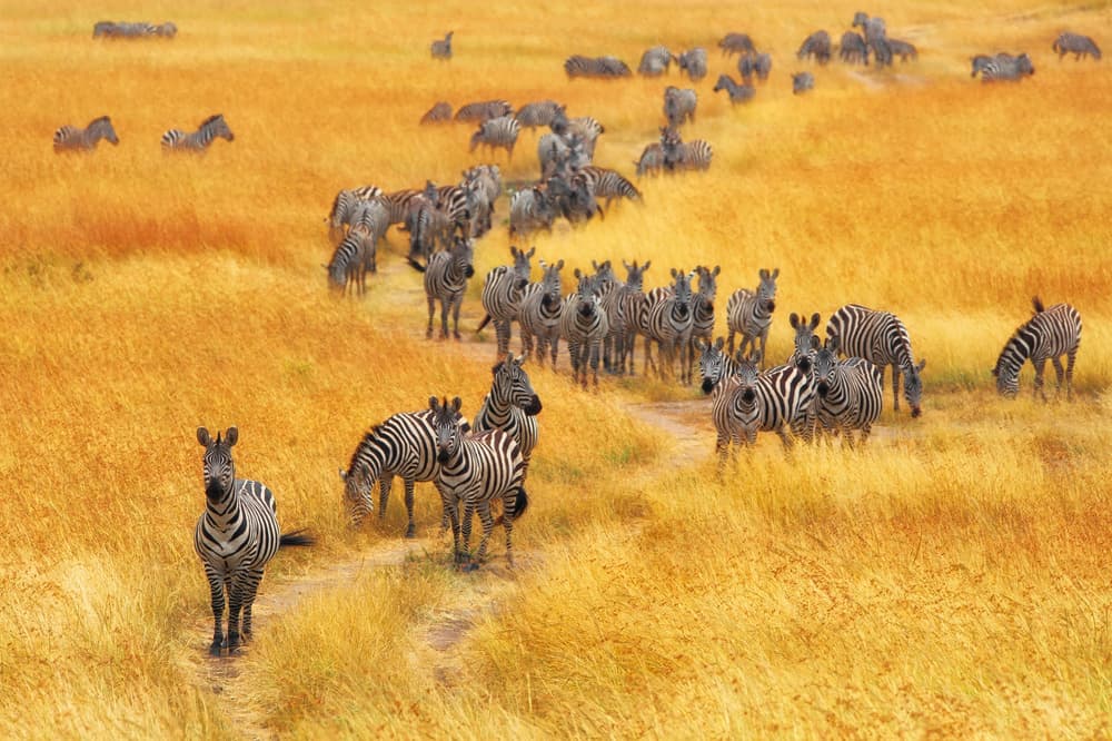 Zebras in Golden Grassland by Mohammed Alnaser — canvas wall art
