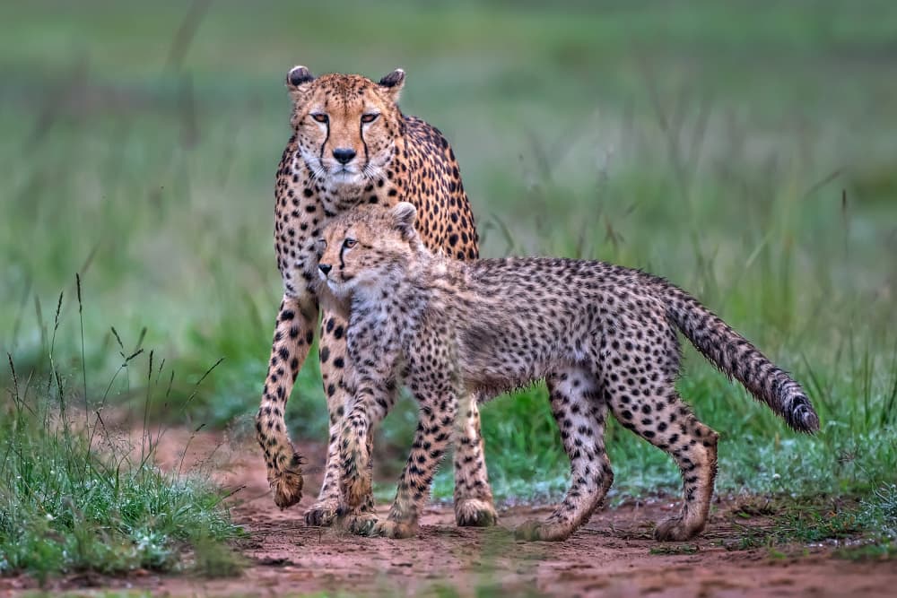 Cheetah Mother and Cub by Xavier Ortega — canvas wall art