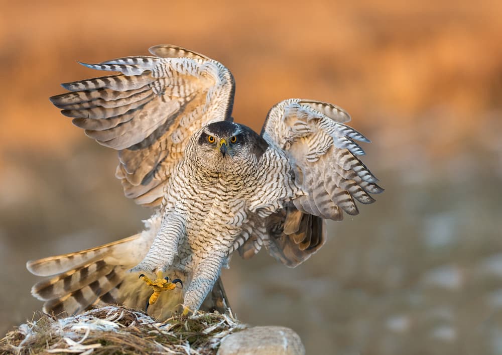 Intense Goshawk Landing by Svein Ove Linde — canvas wall art