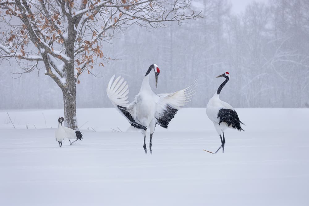 Dancing Winter Cranes by Yun Thwaits — canvas wall art