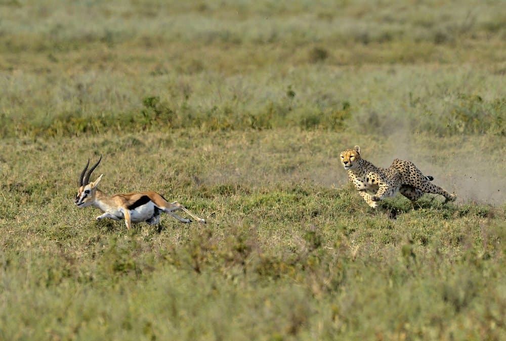 Cheetah Chasing Gazelle by Giuseppe DAmico — canvas wall art