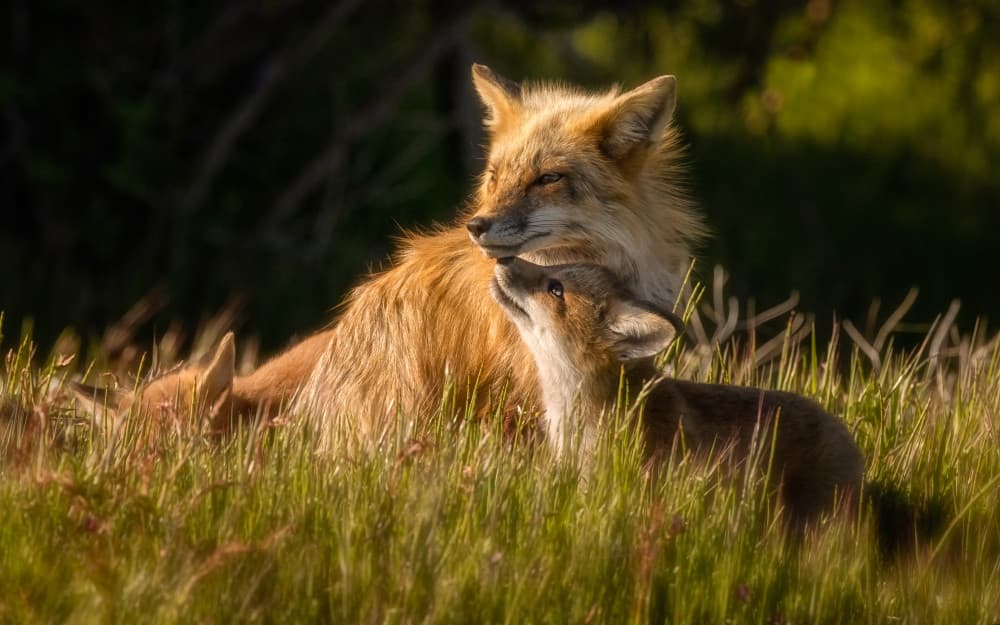 Mother Fox and Kit by Joanna W — canvas wall art
