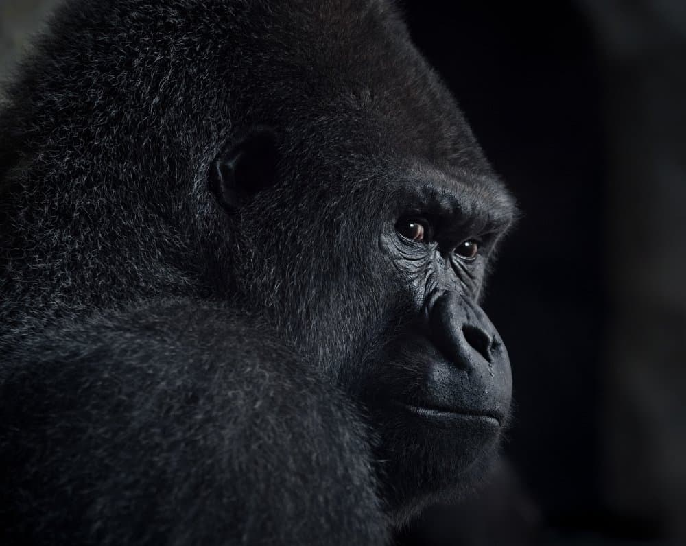 Pensive Gorilla Profile