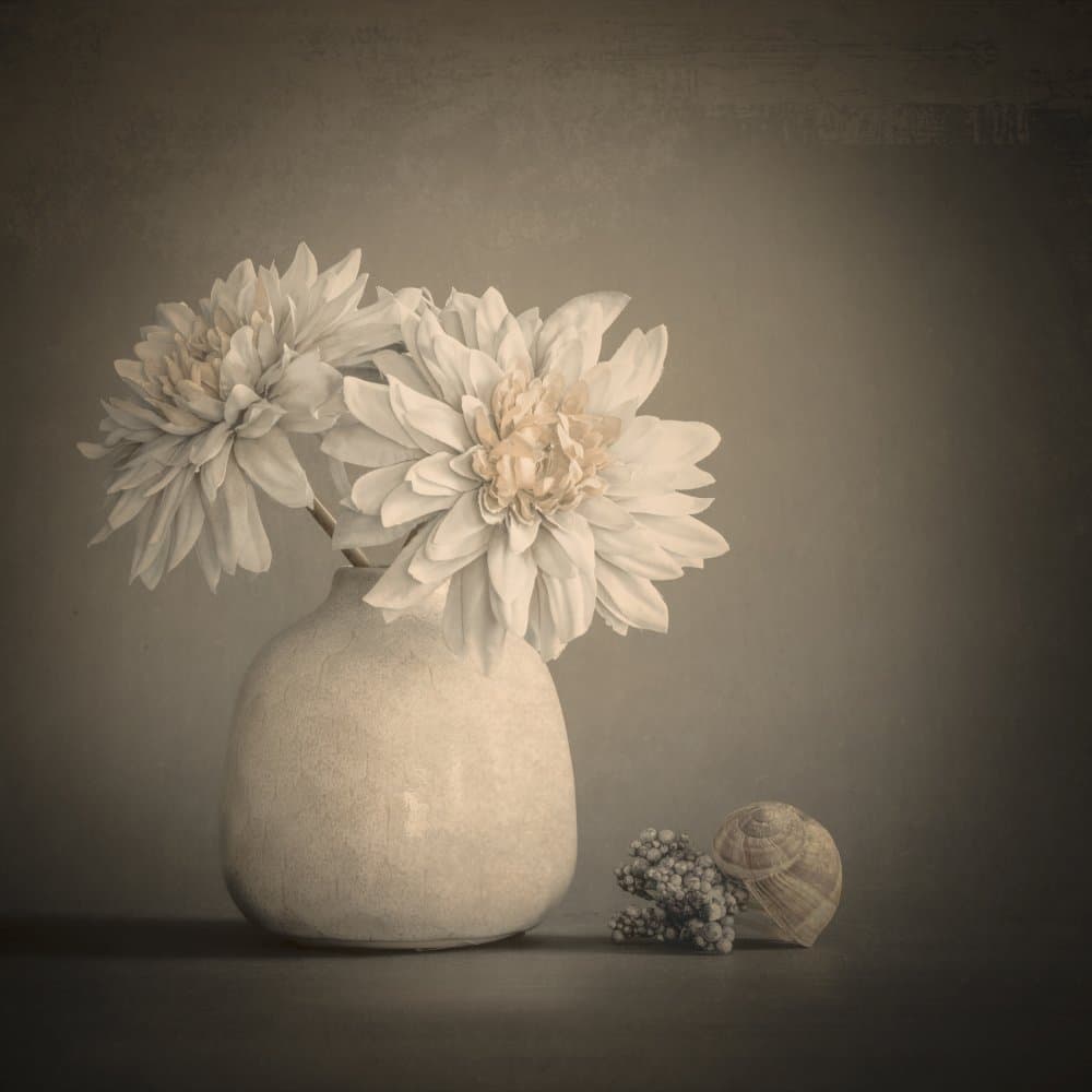 Soft Petals and Shells by Cicek Kiral — canvas wall art