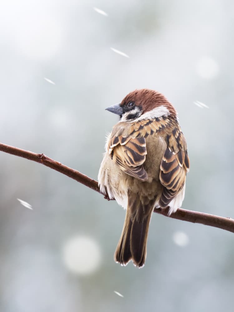 Sparrow in Snow by Takiko Hirai — canvas wall art
