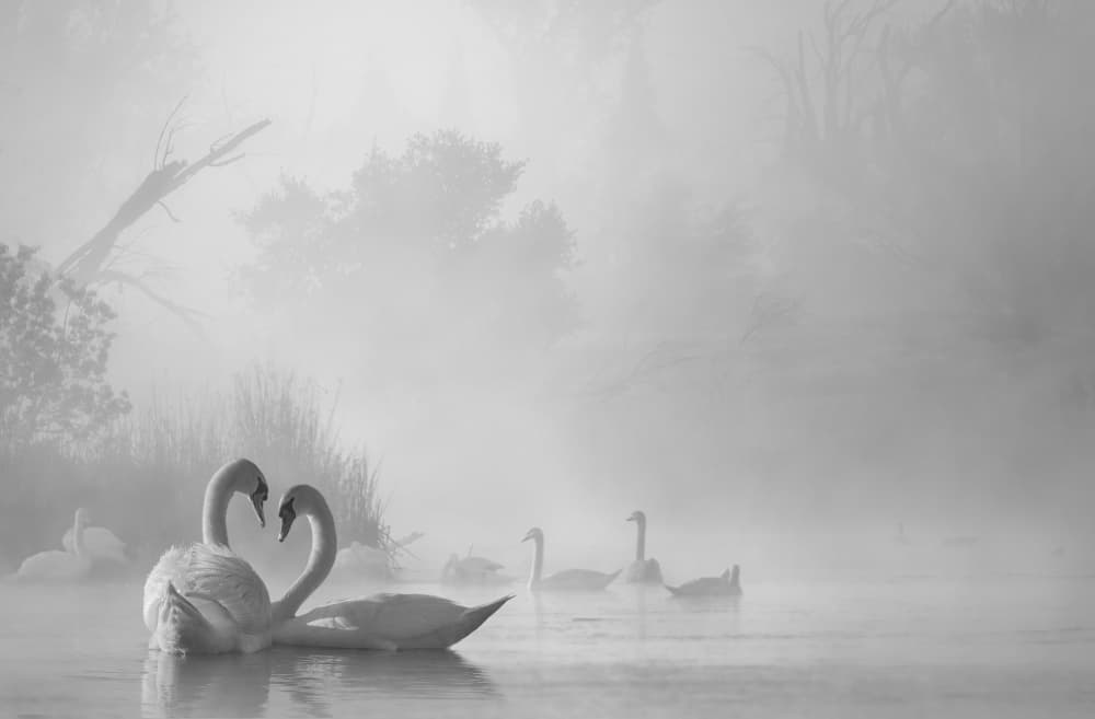 Misty Swans Embrace by Dawei Liu 金山大卫 — canvas wall art