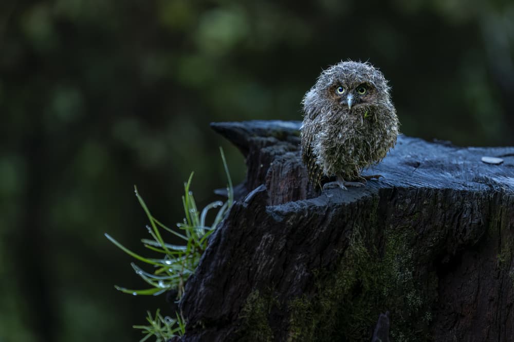 Wet Forest Owl Chick by Hung Tsui — canvas wall art