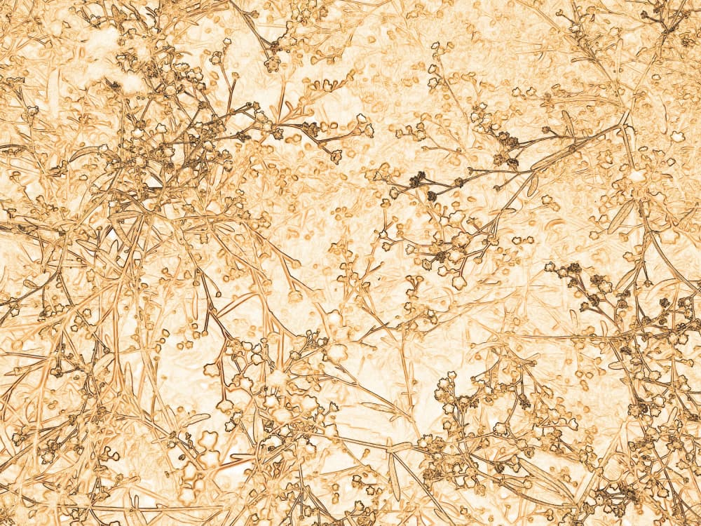 Delicate Sepia Branches by Santhosh ch — canvas wall art