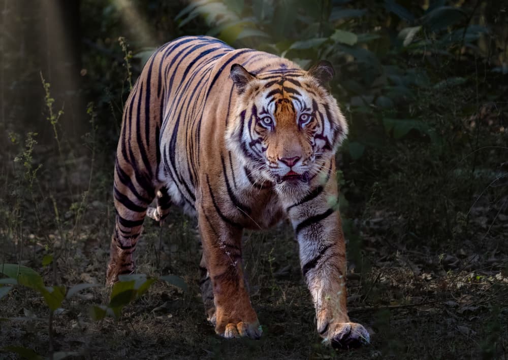 Intense Jungle Tiger by Juan I. Cuadrado — canvas wall art