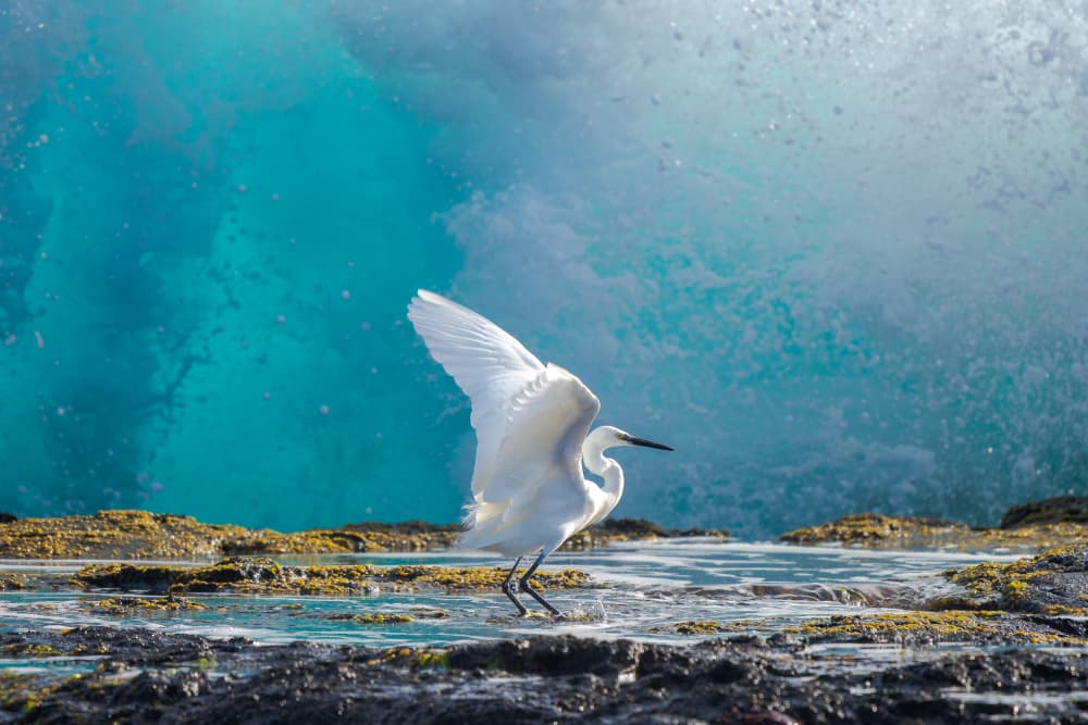 Coastal Egret Breaking Wave by J.DAVID MARTIN — canvas wall art