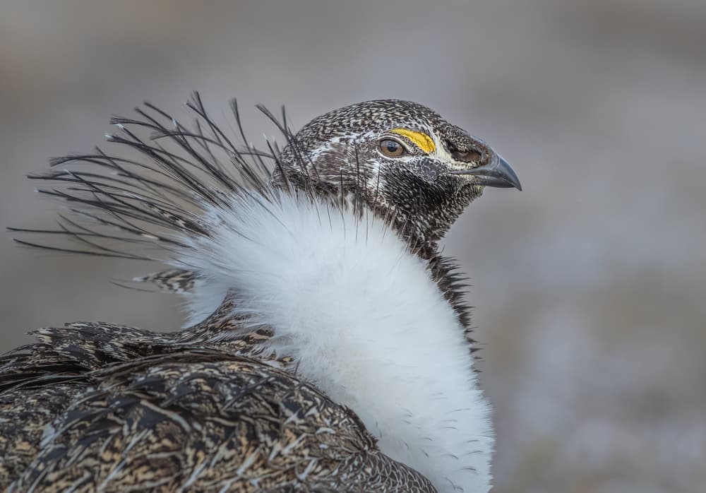 Majestic Sage Grouse Display by Greg Barsh — canvas wall art