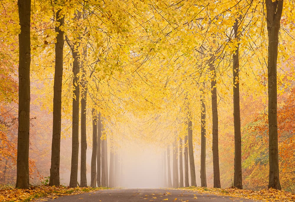 Golden Misty Autumn Path by Keller — canvas wall art