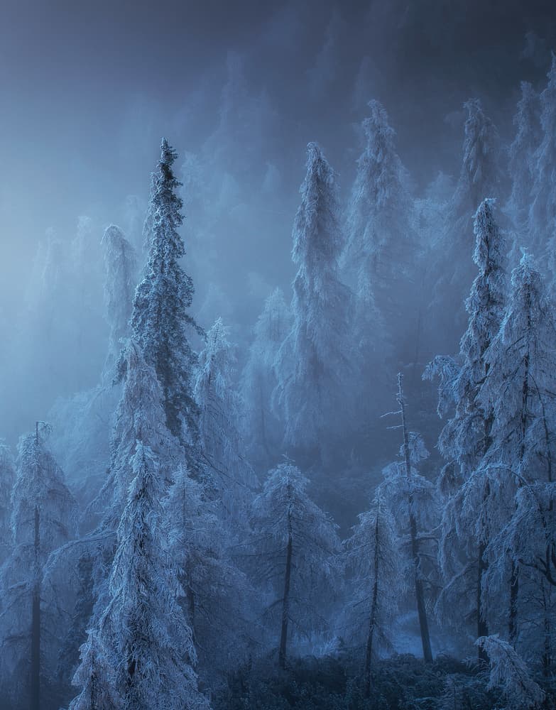 Snowy Winter Forest by Ales Krivec — canvas wall art