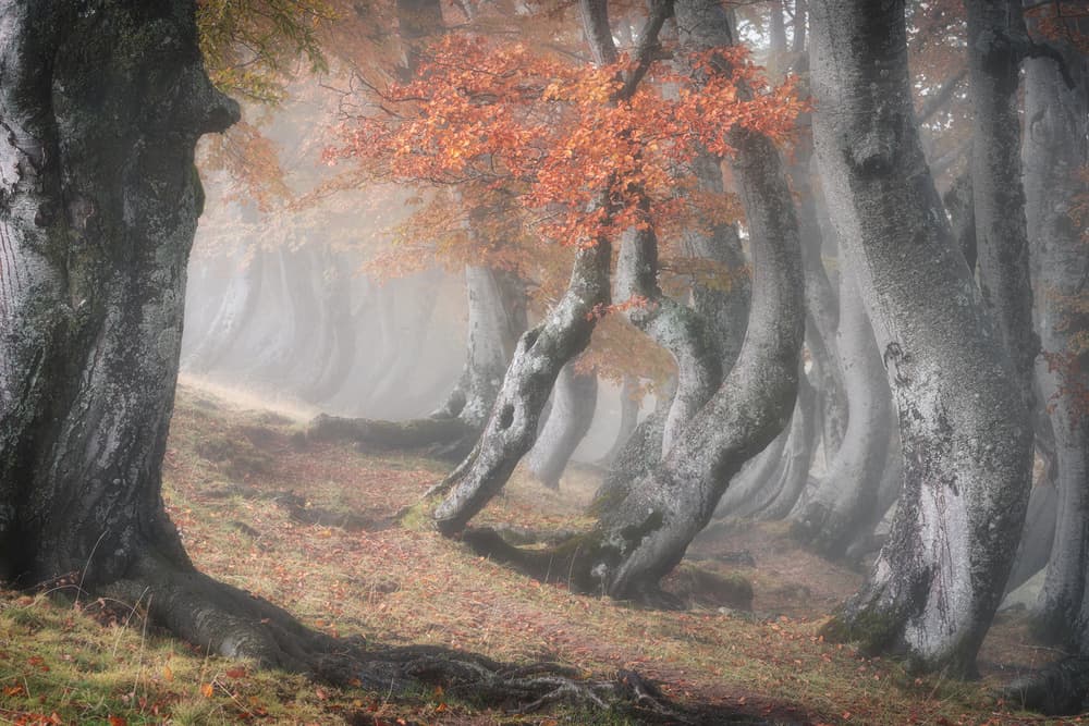 Mystical Autumn Woods by Roberto Marchegiani — canvas wall art