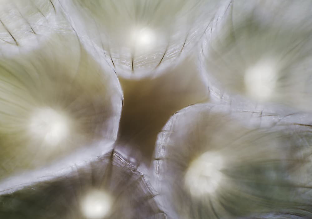 Luminous Organic Forms by Laurentiu Pavel — canvas wall art